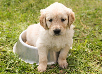 How To Take Care Of Your Puppy