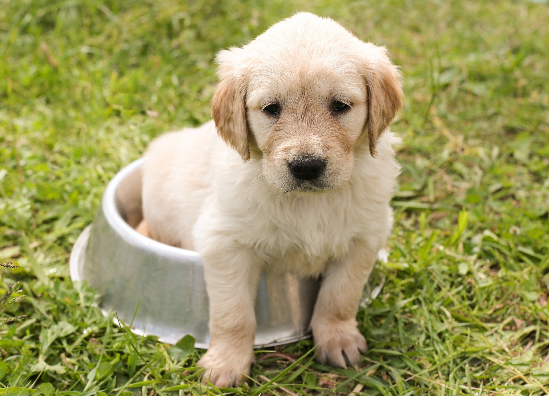 How To Take Care Of Your Puppy